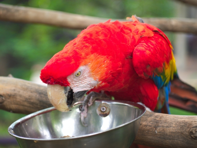 餌を食べるコンゴウインコ