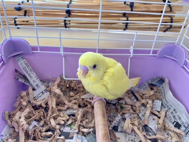 止まり木に止まっている黄色のセキセイインコ