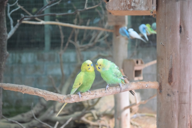 天然木に止まる二羽のセキセイインコ