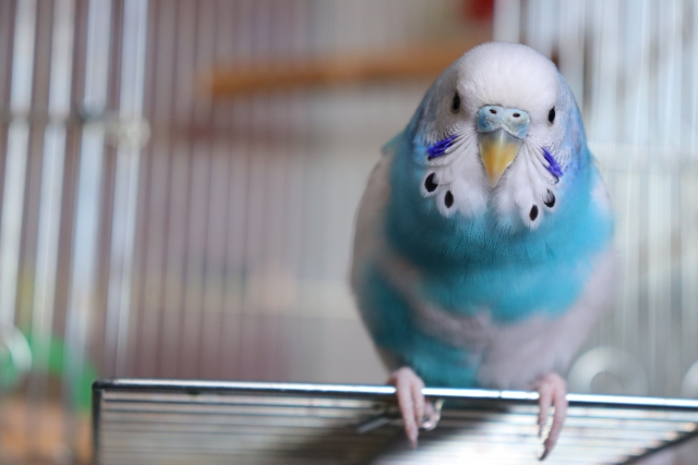 正面から見たセキセイインコ