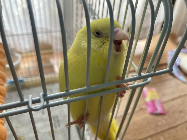 呼び鳴きするセキセイインコ