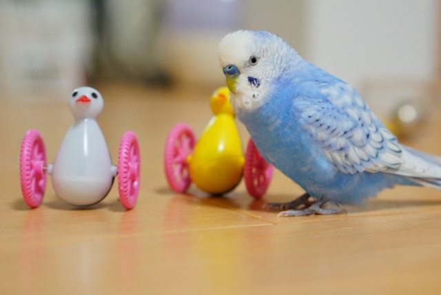 ゴーペン（おもちゃ）で遊ぶセキセイインコ