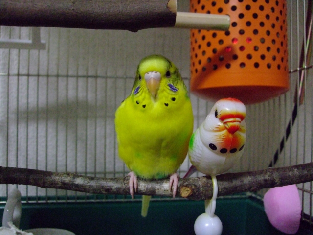 止まり木に止まるセキセイインコ