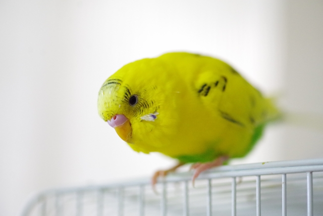 ケージの上にとまるセキセイインコ