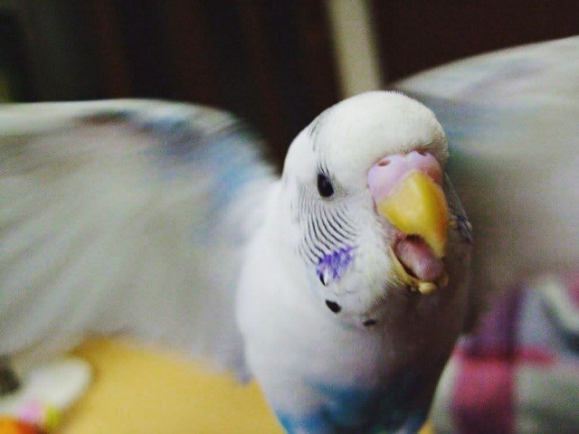 羽を広げたセキセイインコ