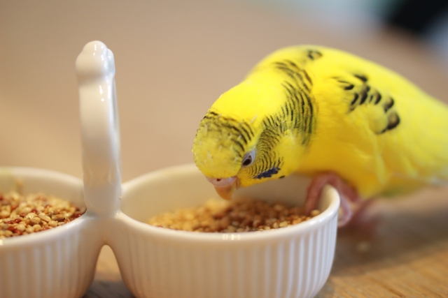 餌を食べるインコ