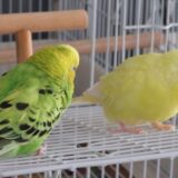 二羽のセキセイインコ