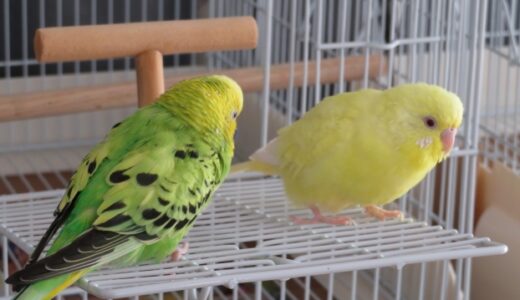 インコが喧嘩するのは性格が影響しているのか？ストレスを与えない飼育方法をまとめてみました！