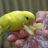 リンゴを食べる黄色セキセイインコ