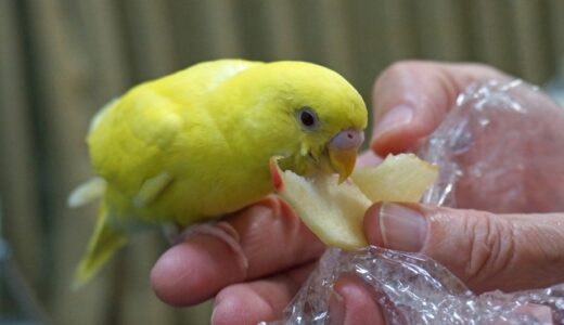 インコが喜ぶおやつをまとめてみた！与え方と量の目安も詳しく説明します！