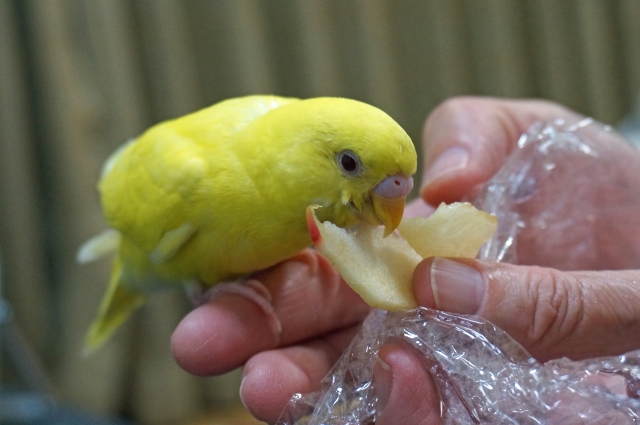 リンゴを食べる黄色セキセイインコ