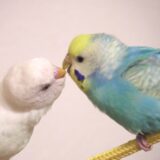 セキセイインコ二羽、餌を吐き戻している