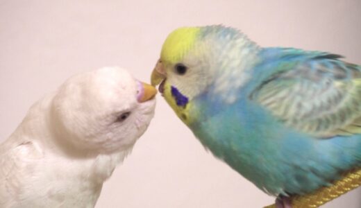 インコの吐き戻し対処方法！ラブゲロプレゼントは発情なのか調べてみた。