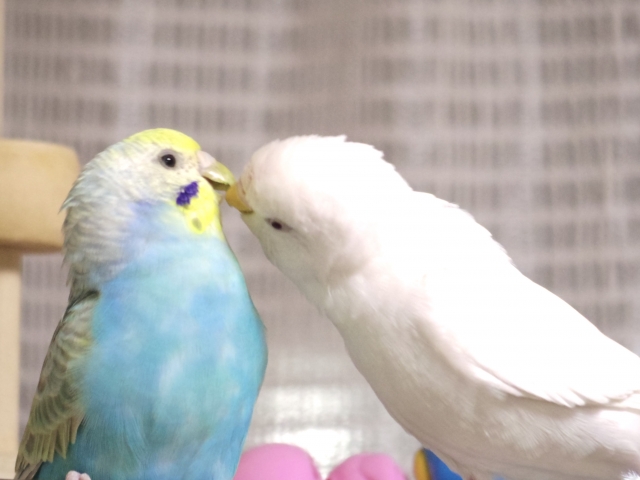 セキセイインコのラブゲロプレゼント