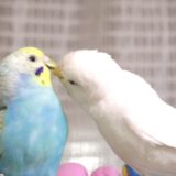 インコにお米や枝豆を与えても良いのか？知っておきたい与えてはいけない食べ物を解説します。