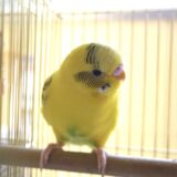 止まり木に止まるセキセイインコ