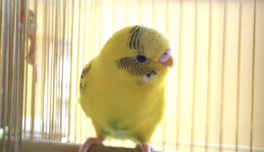 インコの止まり木は天然木がいい？作り方DIYを詳しく解説します。