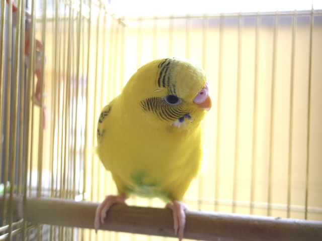 インコの止まり木は天然木がいい？作り方DIYを詳しく解説します