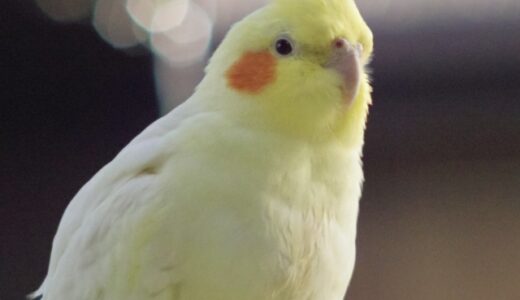 インコを健康診断に連れて行くタイミングは？　動物病院で獣医師に聞いておきたいこと。