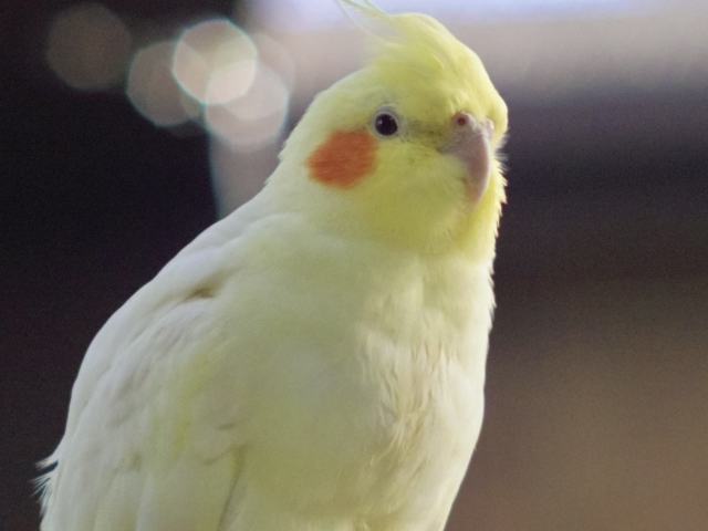 オカメインコ