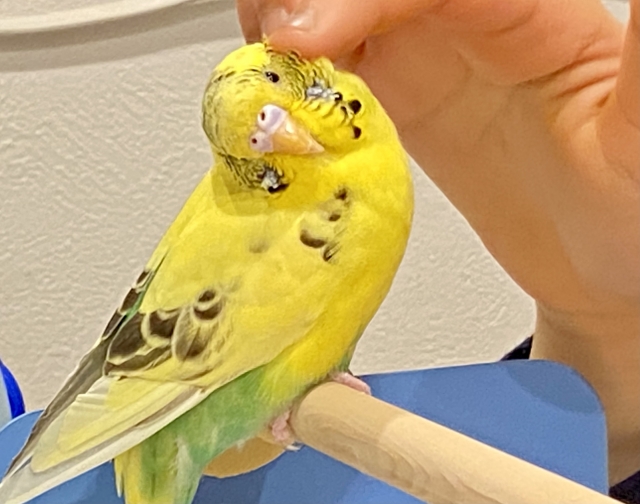 指で撫でられているセキセイインコ