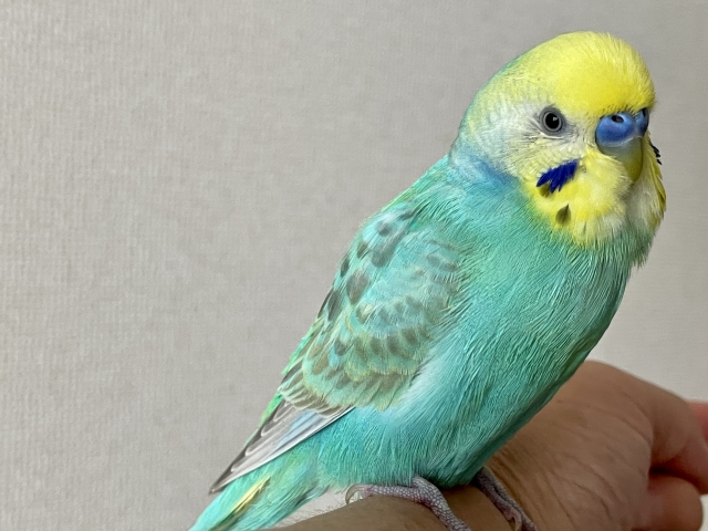 手に乗るセキセイインコ