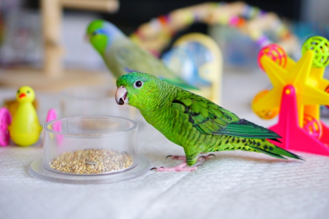 餌を食べるサザナミインコ