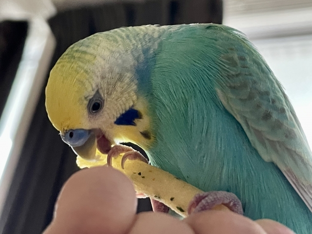 スナック菓子をかじるセキセイインコ