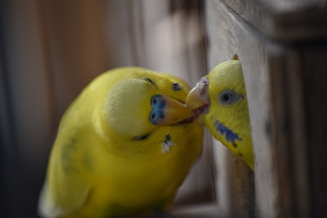 セキセイインコのラブゲロプレゼント