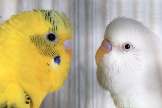 向かい合うセキセイインコ