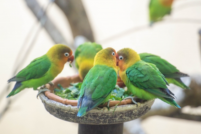 餌を食べるルリゴシボタンインコ