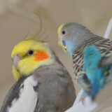 オカメインコとセキセイインコ