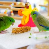 粟穂と二羽のインコ