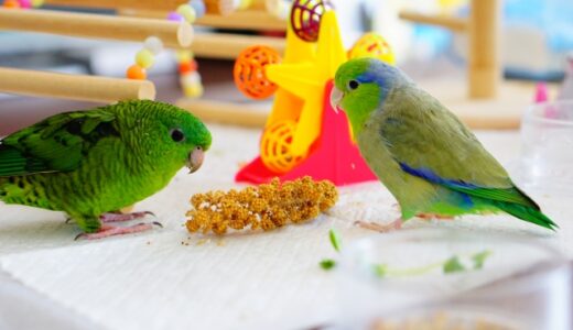 インコ用プロポリスの効果は？与える量と頻度を詳しく説明します。