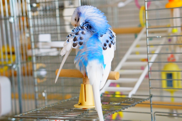 止まり木に止まり羽繕いしているセキセイインコ