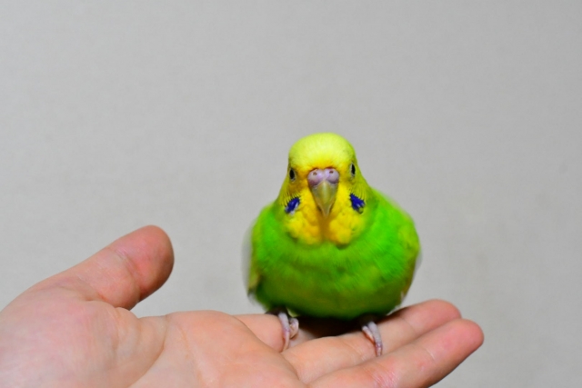 手に平に止まるセキセイインコ