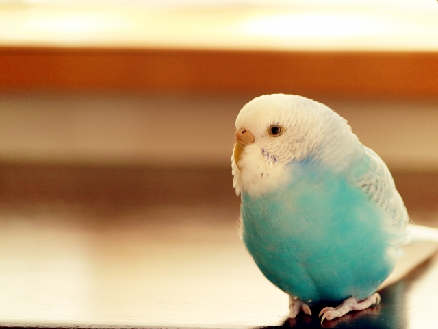 テーブルの上のセキセイインコ