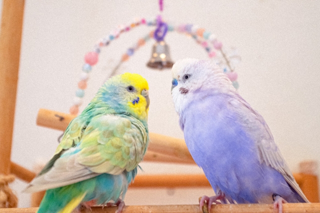 向かい合うセキセイインコ