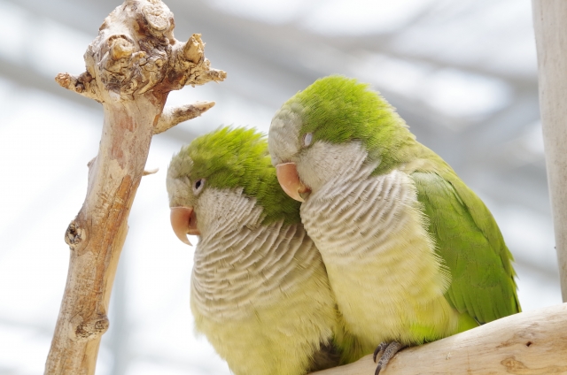 オキナインコが二羽