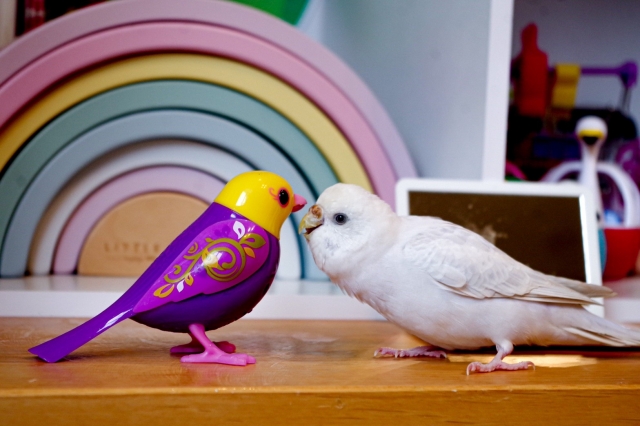 置物のインコと白いセキセイインコ