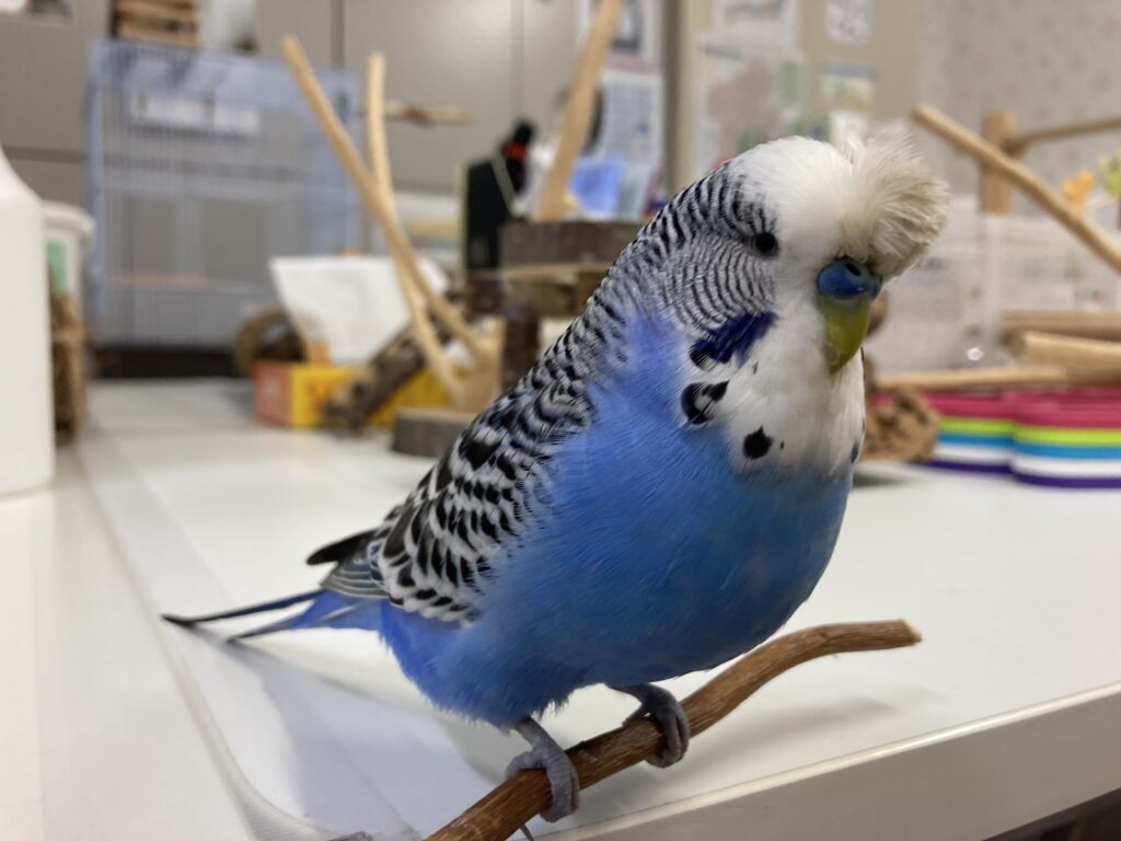 セキセイインコ