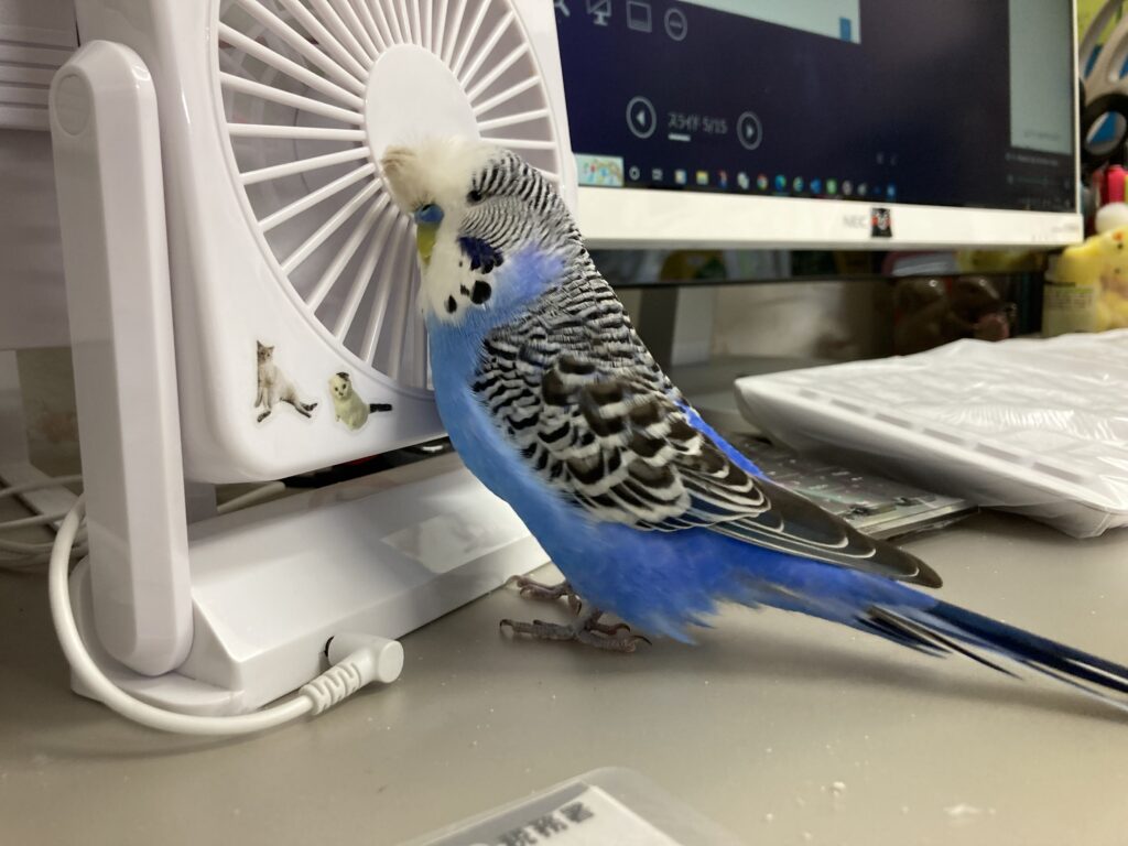 卓上扇風機にあたるセキセイインコ