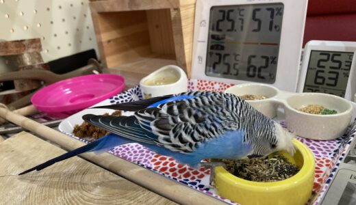 インコが咳をするけど大丈夫？プスプスと音をならす仕草も調べてみました！