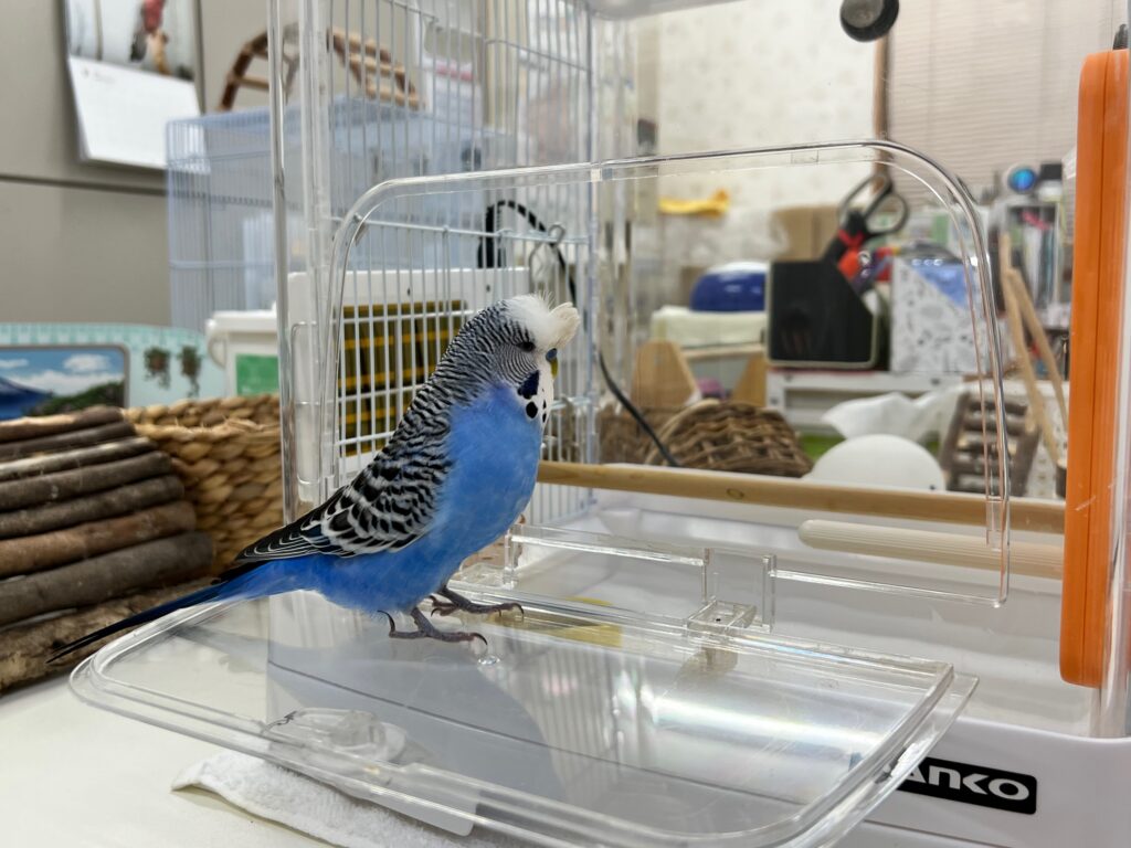 ケージの蓋に乗るジャンボセキセイインコ