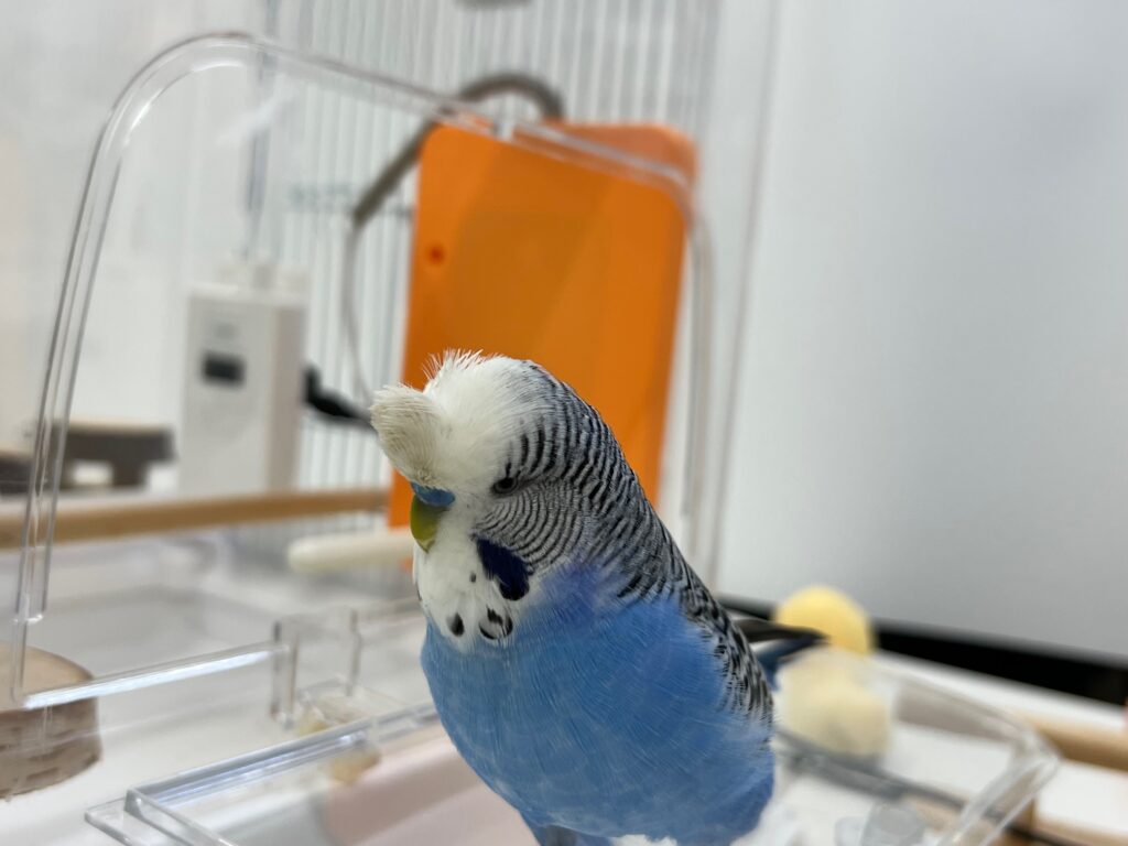 ケースの蓋の上に乗るセキセイインコ