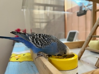 食事中のセキセイインコ