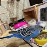 餌入れにとまるジャンボセキセイインコ