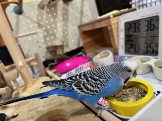 インコのご飯は何をあげれば良い？種類と餌入れについてまとめてみました！