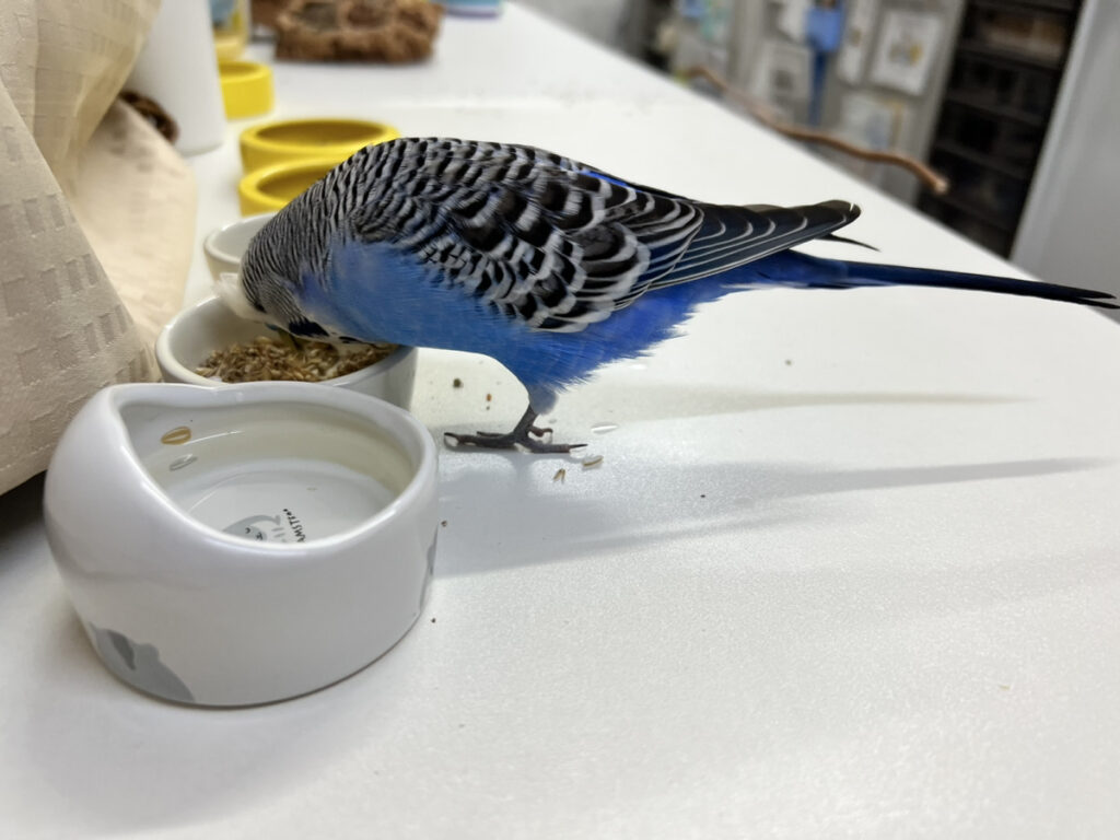 餌を食べているジャンボセキセイインコ