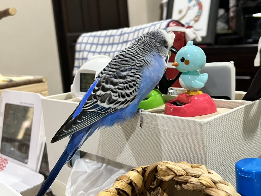 ティッシュ箱に止まってヒヨコのおもちゃで遊ぶジャンボセキセイインコ